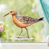 Auf dem Bild ist das Produkt: Fensterbild Frühling Strandläufer maritim Ostsee Urlaub Fensterdeko Kinderzimmer Kind Osterdeko Frühlingsdeko Vögel zum Preis von €14.9 abgebildet.
