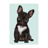 Auf dem Bild ist das Produkt: Fensterbild Hund Haustier Französische Bulldogge, Fensterdeko Kinderzimmer Kind Osterdeko Frühlingsdeko zum Preis von €14.9 abgebildet.