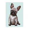 Auf dem Bild ist das Produkt: Fensterbild Hund Haustier Französische Bulldogge, Fensterdeko Kinderzimmer Kind Osterdeko Frühlingsdeko zum Preis von €14.9 abgebildet.