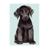 Auf dem Bild ist das Produkt: Fensterbild Hund Labrador in verschiedenen Farben – Fensterdeko für das Kinderzimmer zum Preis von €14.9 abgebildet.