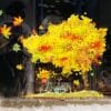 Auf dem Bild ist das Produkt: Fensterbild Herbst Baum und Blätter Herbstblätter bunt farbig wiederverwendbare Fensteraufkleber Kinderzimmer Baby Kind zum Preis von €13.9 abgebildet.