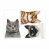 Auf dem Bild ist das Produkt: Fensterbild Katzen Siamkatze Perserkatze Katzenrassen, Fensterdeko Kinderzimmer Kind Osterdeko Frühlingsdeko zum Preis von €14.9 abgebildet.