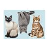 Auf dem Bild ist das Produkt: Fensterbild sitzende Katzen Siamkatze Perserkatze Katzenrassen, Fensterdeko Kinderzimmer Kind Osterdeko Frühlingsdeko zum Preis von €13.90 abgebildet.
