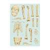 Auf dem Bild ist das Produkt: Fensterbild Halloween Skelett farbig Silhouette Knochen Fensterdeko Kinderzimmer Wohnzimmer Fensterfolie Fensterdekoration zum Preis von €13.9 abgebildet.