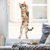 Auf dem Bild ist das Produkt: Fensterbild stehende Katze Vorderansicht Fensterdeko Kinderzimmer Kind Osterdeko Frühlingsdeko zum Preis von €13.9 abgebildet.