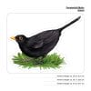 Auf dem Bild ist das Produkt: Fensterbild Vögel einzeln Vogel bunte Fensterdekoration wiederverwendbare Fenstersticker, Osterdeko, Frühlingsdeko Frühling Ostern zum Preis von €13.9 abgebildet.