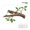 Auf dem Bild ist das Produkt: Fensterbild Vögel einzeln Vogel bunte Fensterdekoration wiederverwendbare Fenstersticker, Osterdeko, Frühlingsdeko Frühling Ostern zum Preis von €13.9 abgebildet.